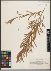Foto von Salix melanopsis Nutt.
